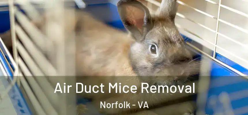 Air Duct Mice Removal Norfolk - VA